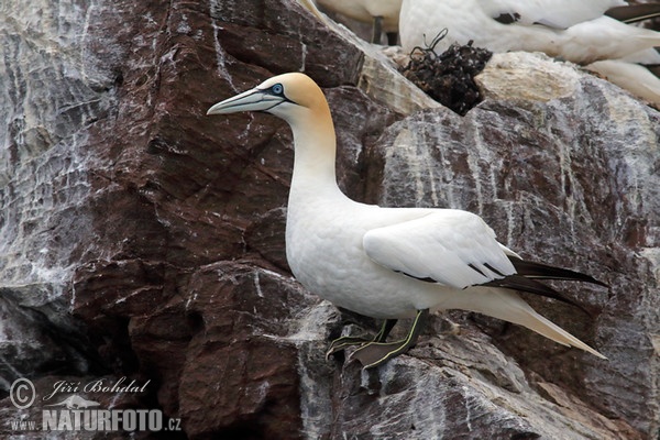 Sula biela (Morus bassanus)