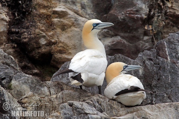 Sula biela (Morus bassanus)