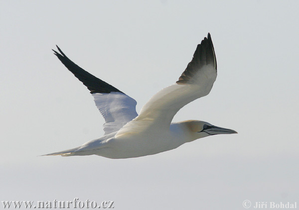 Sula biela (Morus bassanus)