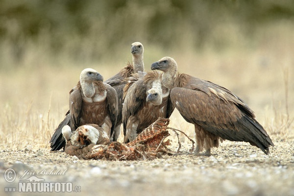 Sup bělohlavý (Gyps fulvus)