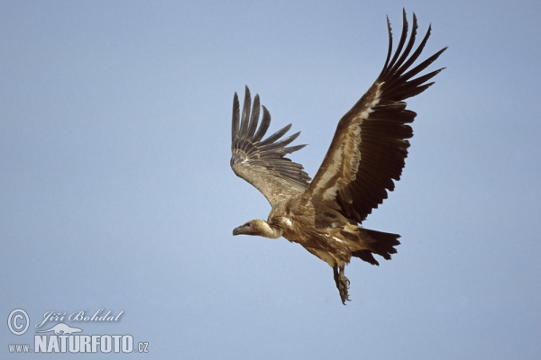 Sup bělohlavý (Gyps fulvus)