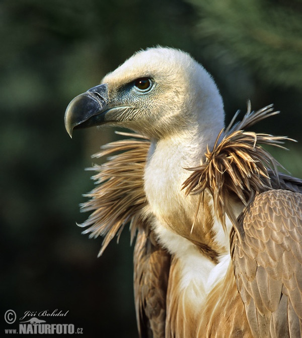 Sup bělohlavý (Gyps fulvus)