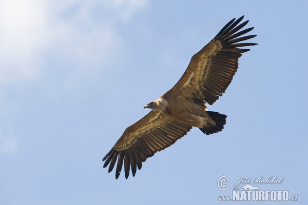 Sup bělohlavý (Gyps fulvus)