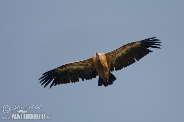 Sup bělohlavý (Gyps fulvus)