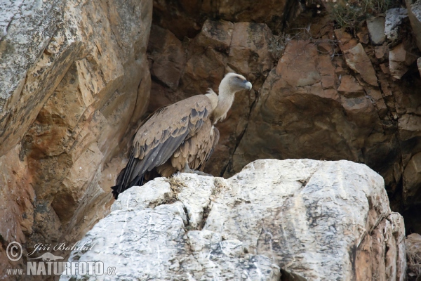 Sup bělohlavý (Gyps fulvus)