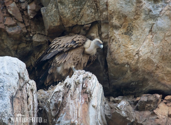 Sup bělohlavý (Gyps fulvus)