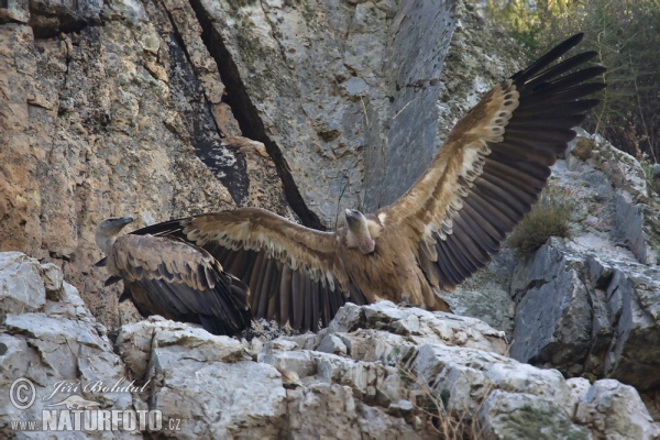 Sup bělohlavý (Gyps fulvus)