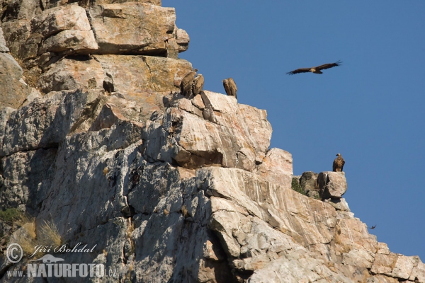 Sup bělohlavý (Gyps fulvus)