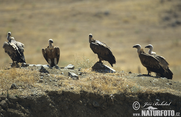 Sup bielohlavý (Gyps fulvus)