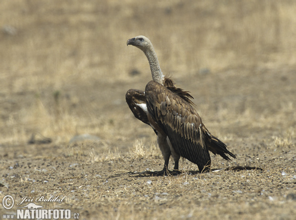 Sup bielohlavý (Gyps fulvus)