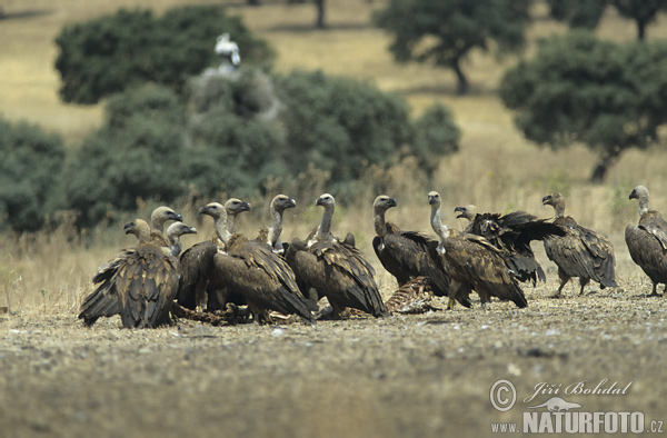 Sup bielohlavý (Gyps fulvus)