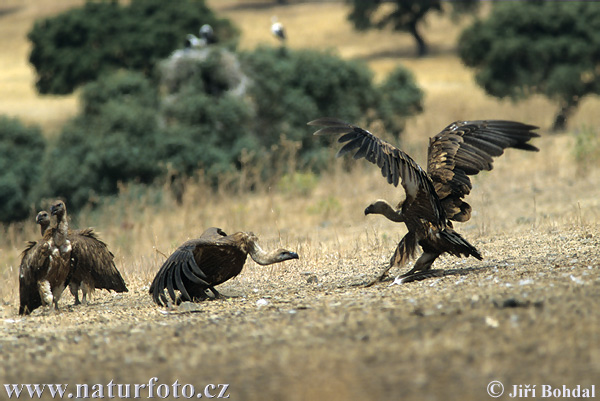 Sup bielohlavý (Gyps fulvus)