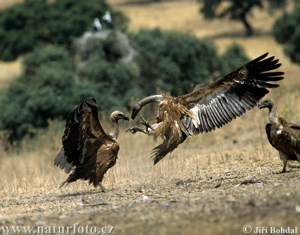 Sup bielohlavý (Gyps fulvus)