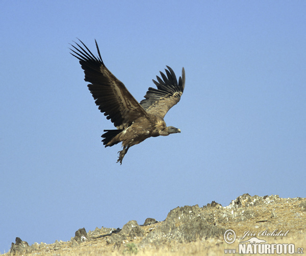 Sup bielohlavý (Gyps fulvus)