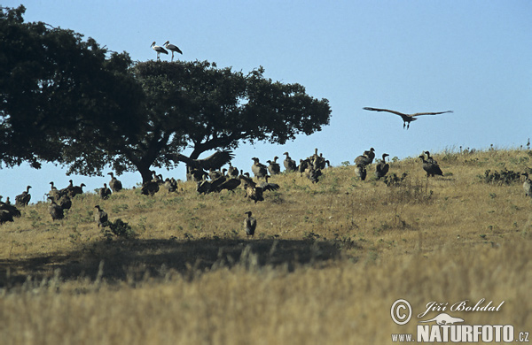 Sup bielohlavý (Gyps fulvus)