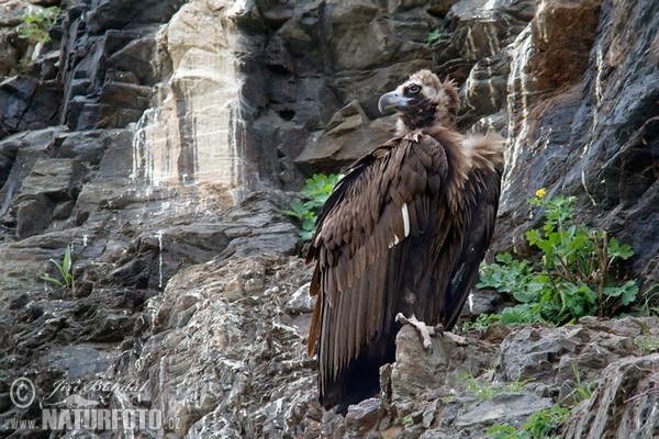 Sup hnědý (Aegypius monachus)