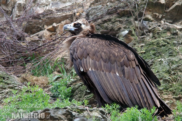 Sup hnědý (Aegypius monachus)