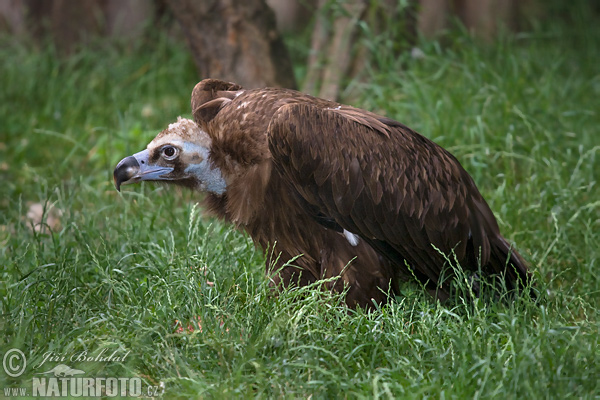 Sup tmavohnedý (Aegypius monachus)