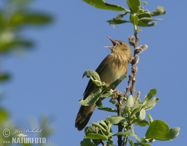 Svrčiak riečny (Locustella fluviatilis)