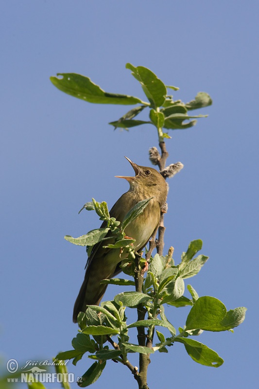 Svrčiak riečny (Locustella fluviatilis)