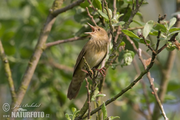 Svrčiak riečny (Locustella fluviatilis)