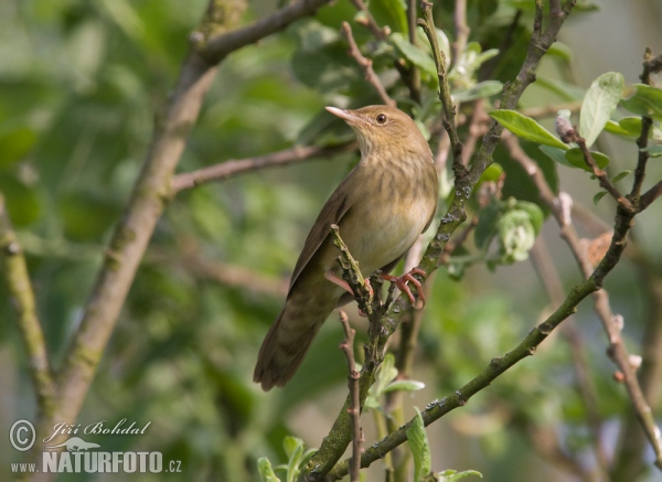 Svrčiak riečny (Locustella fluviatilis)