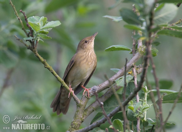 Svrčiak riečny (Locustella fluviatilis)