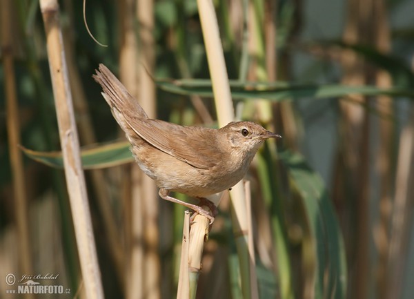 Svrčiak slávikovitý (Locustella luscinioides)