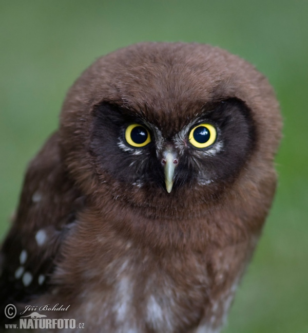 Sýc rousný (Aegolius funereus)