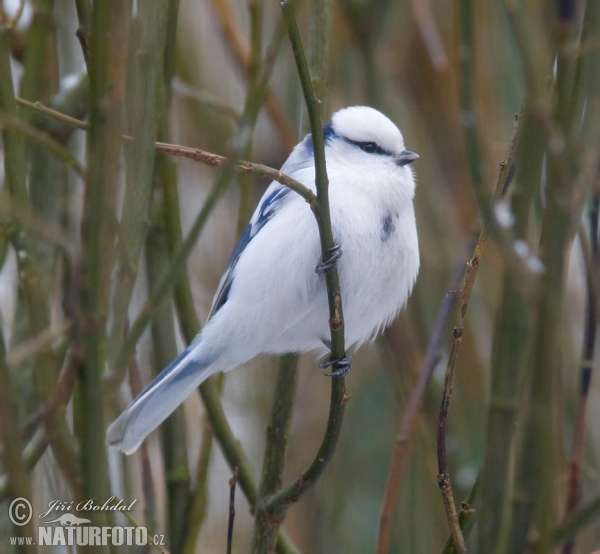 Sýkora azurová (Parus cyanus)