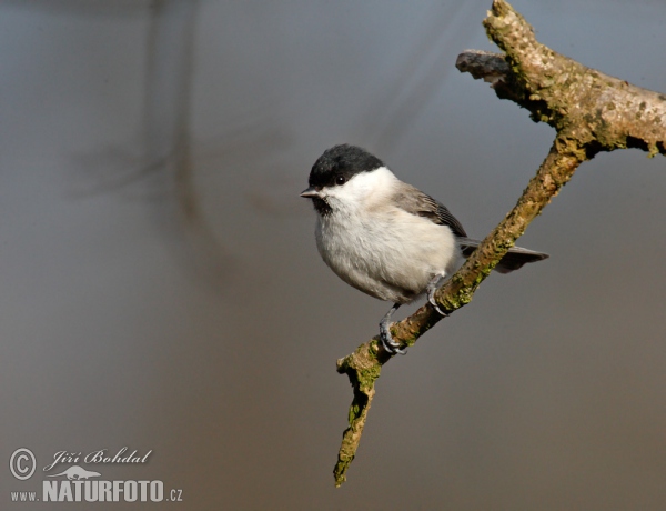 Sýkora babka (Parus palustris)