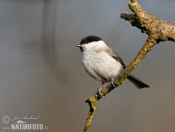 Sýkora babka (Parus palustris)