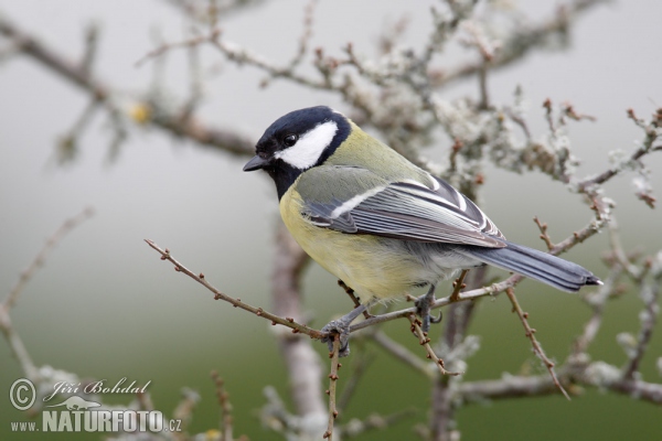 Sýkora koňadra (Parus major)