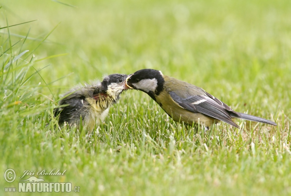 Sýkora koňadra (Parus major)