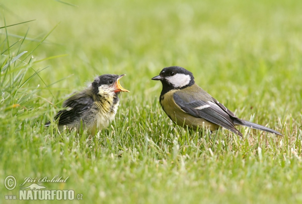 Sýkora koňadra (Parus major)