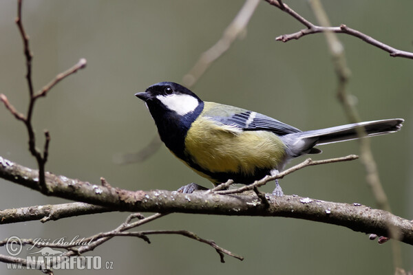 Sýkora koňadra (Parus major)