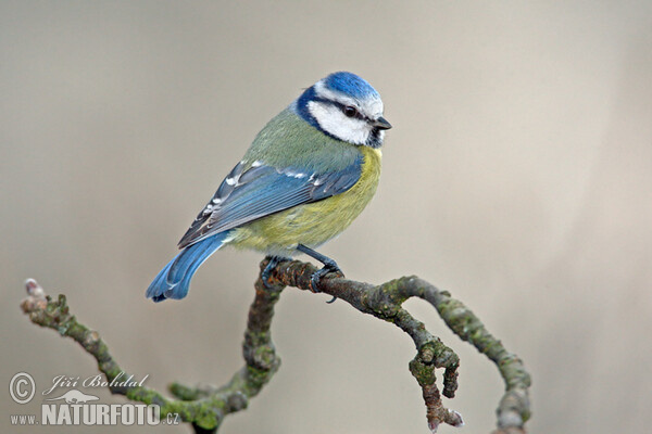 Sýkora modřinka (Cyanistes caeruleus)