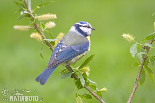 Sýkora modřinka (Cyanistes caeruleus)