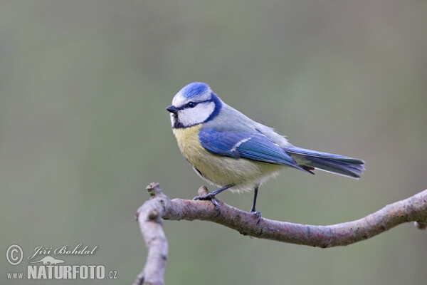 Sýkora modřinka (Cyanistes caeruleus)