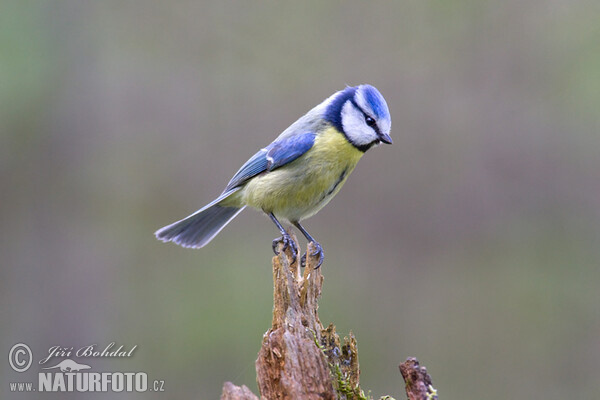 Sýkora modřinka (Cyanistes caeruleus)