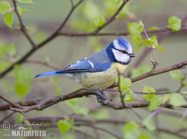 Sýkora modřinka (Cyanistes caeruleus)