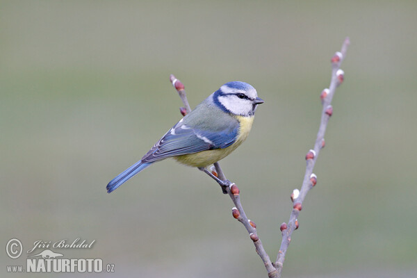 Sýkora modřinka (Cyanistes caeruleus)