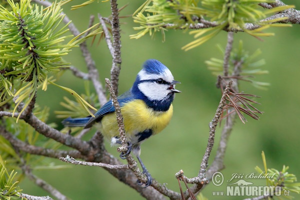 Sýkora modřinka (Cyanistes caeruleus)