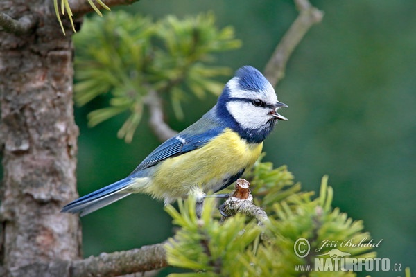 Sýkora modřinka (Cyanistes caeruleus)