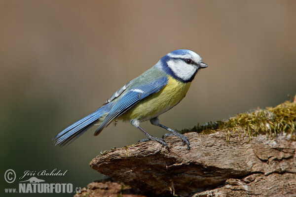 Sýkora modřinka (Cyanistes caeruleus)