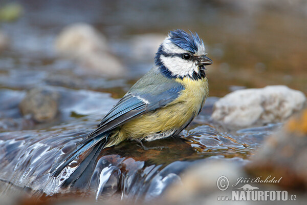 Sýkora modřinka (Cyanistes caeruleus)