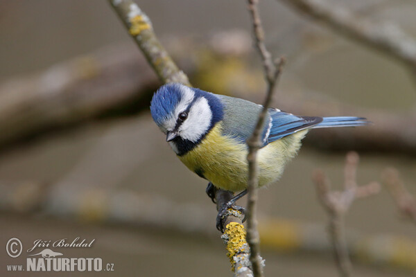 Sýkora modřinka (Cyanistes caeruleus)