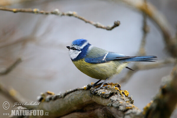 Sýkora modřinka (Cyanistes caeruleus)