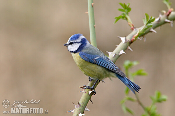 Sýkora modřinka (Cyanistes caeruleus)