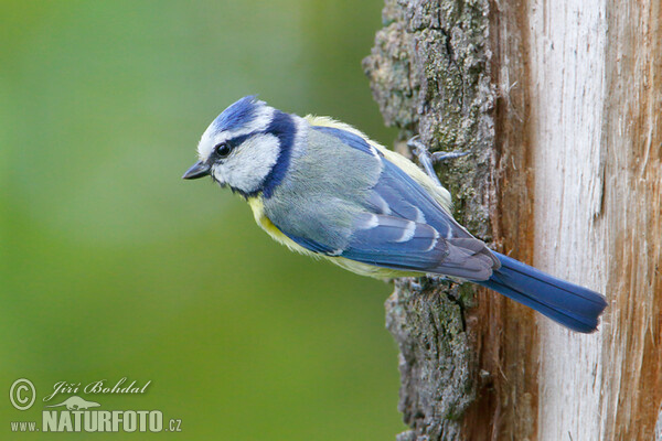 Sýkora modřinka (Cyanistes caeruleus)